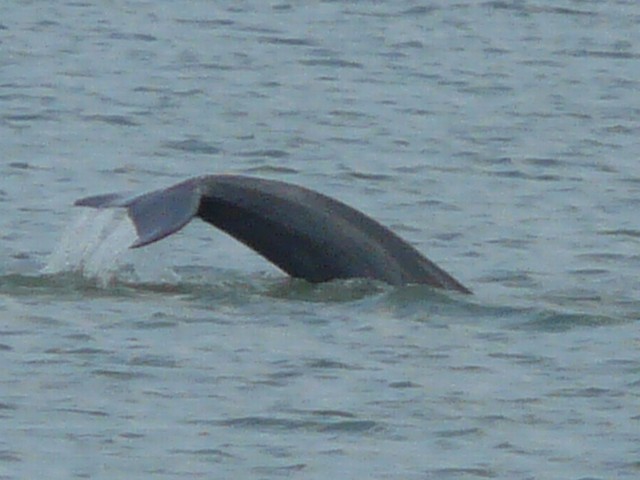 Irrawaddy Dolphin tail